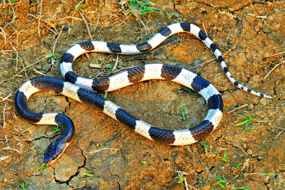 Малайский Крайт змея