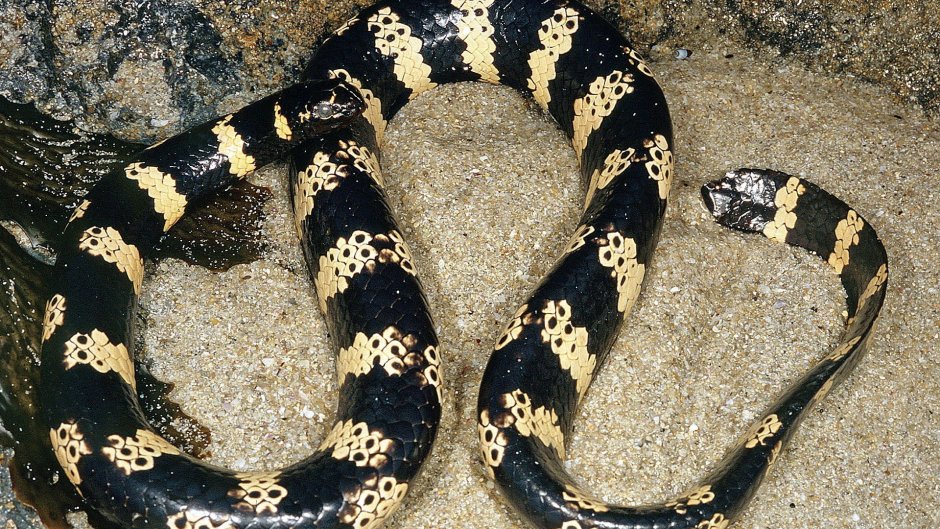 Кольчатая змея