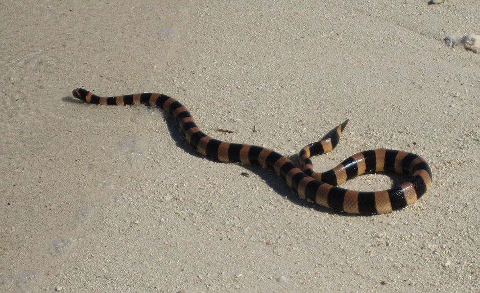 Ужевидный морской Крайт