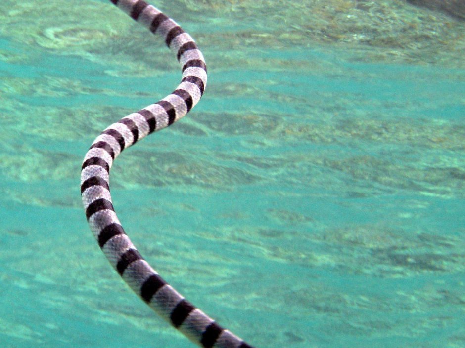 Морская змея Белчера