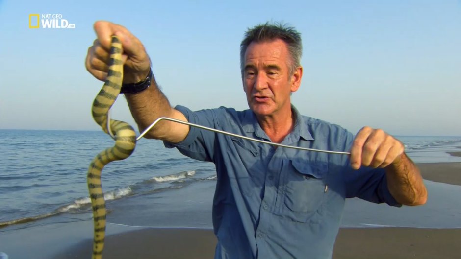 Морская змея пеламида