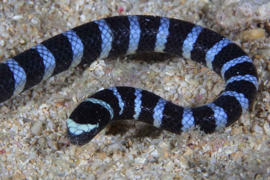 Синий Крайт змея