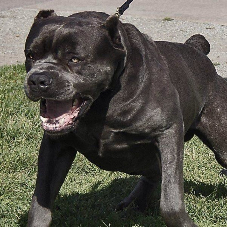 Американский бандог и Кане Корсо