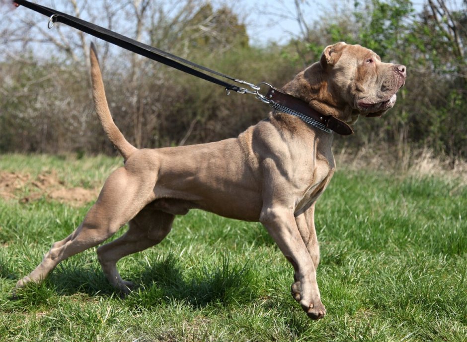 Американский бандог