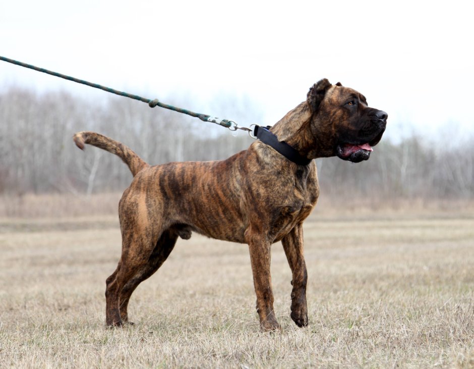 Американский бандог