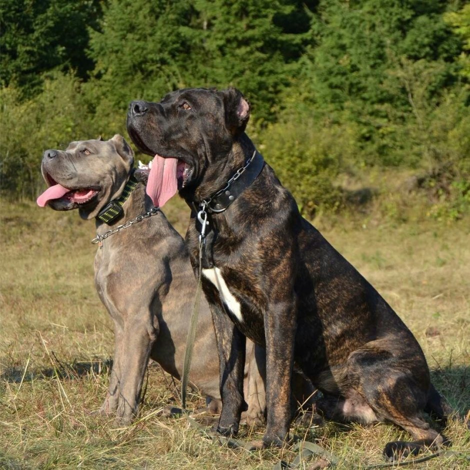 Американский бандог