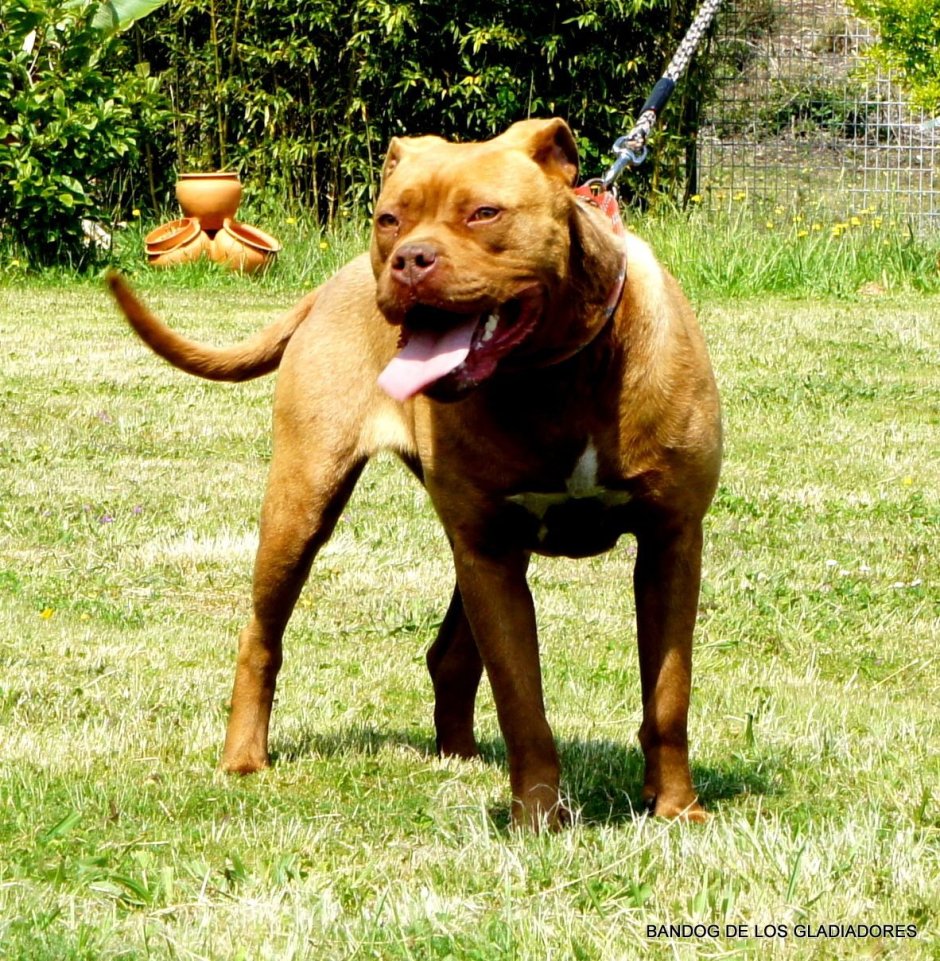 Американский бандог терьер