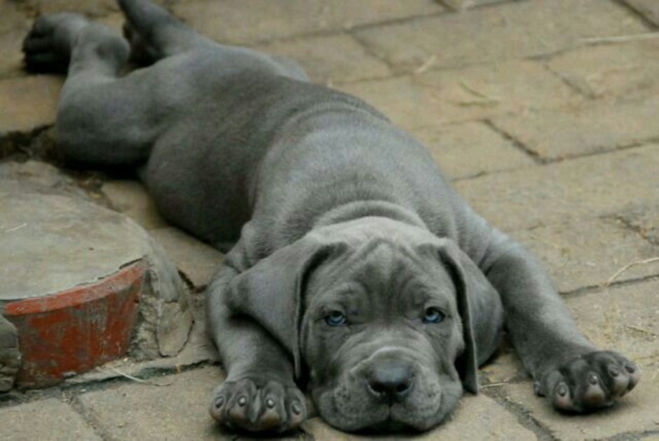 Bandog Puppy