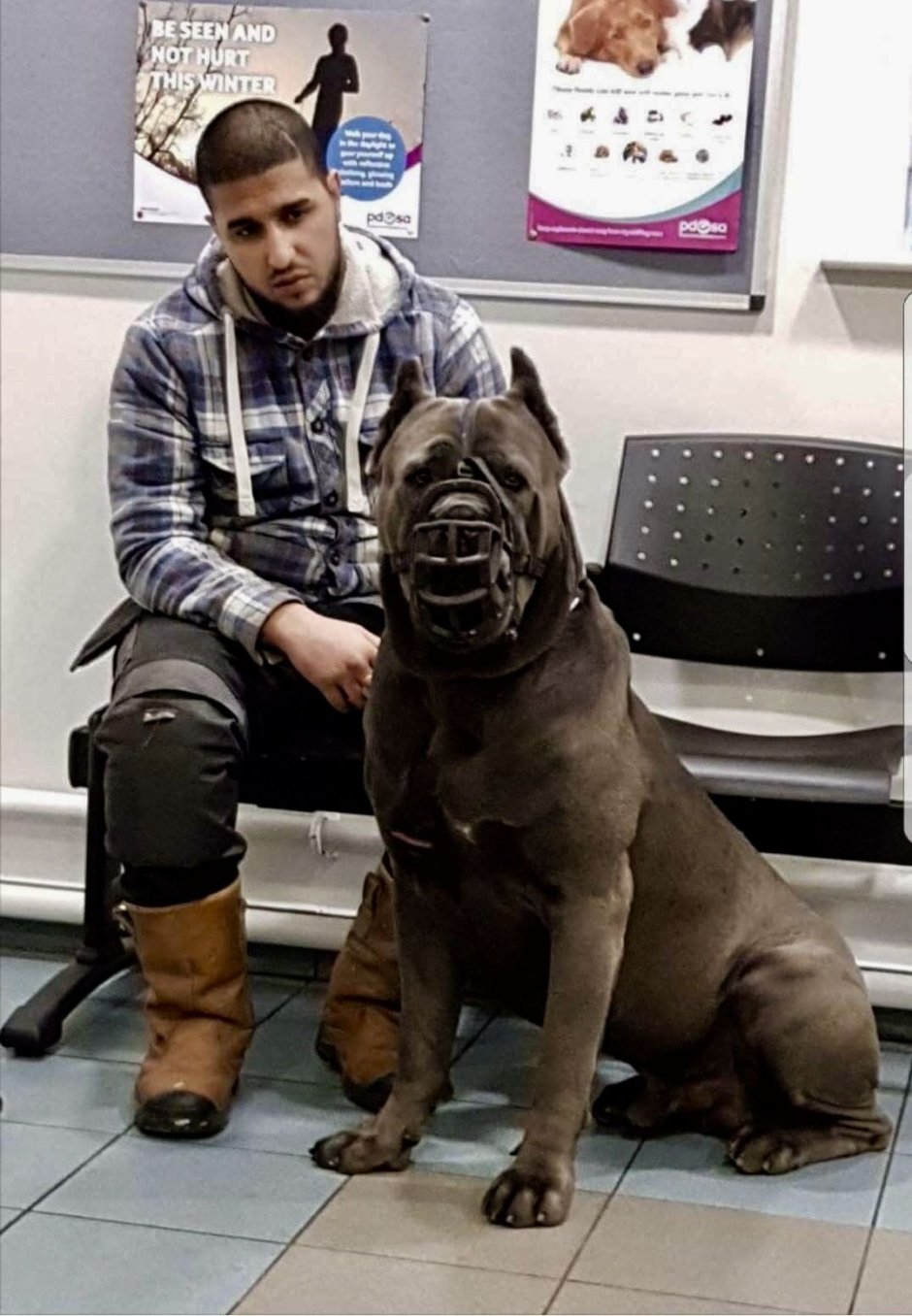 Метис боксера и бульмастифа