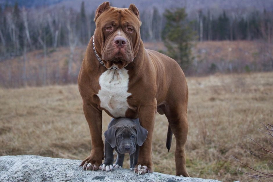 Американский бандог терьер