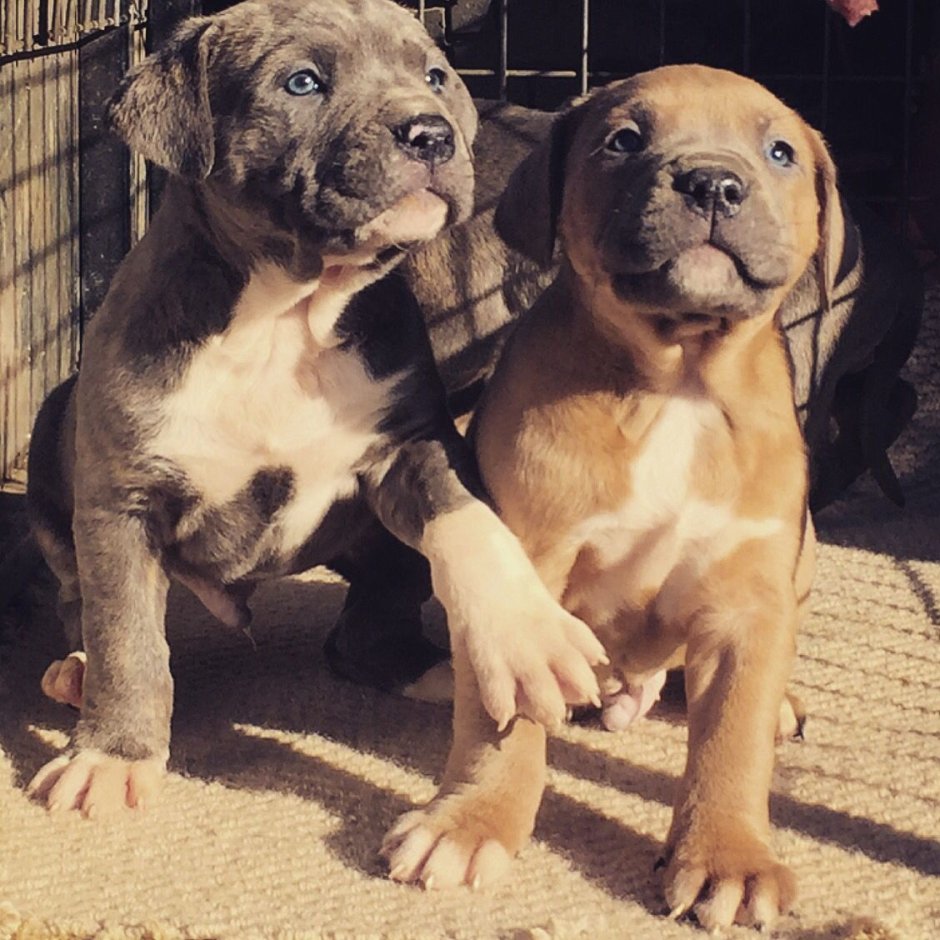 Американский питбуль мастиф