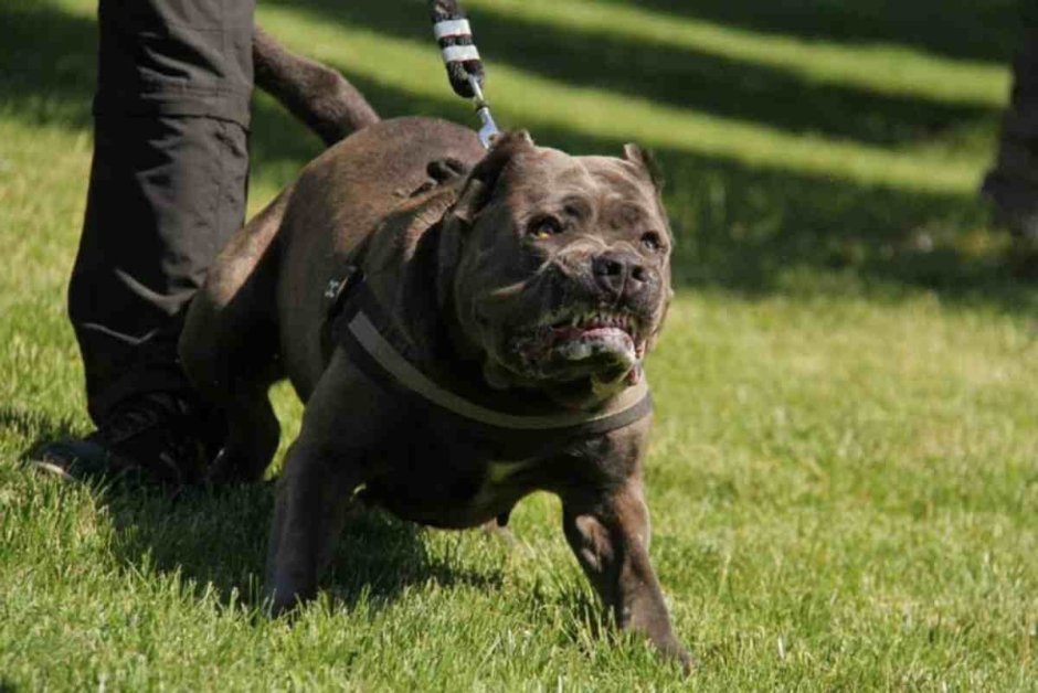 Бандог терьер