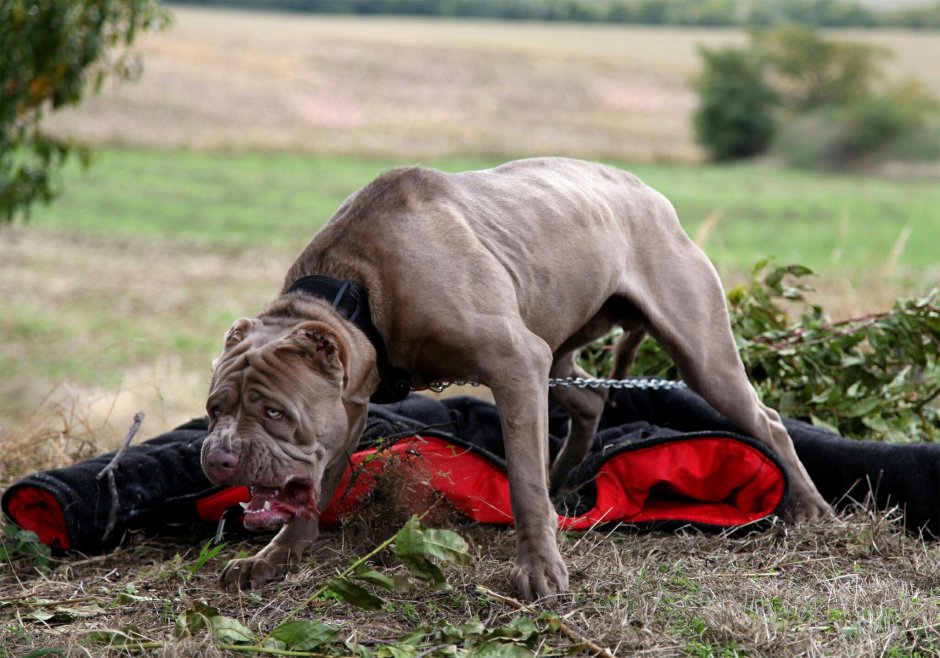 Кане Корсо мышцы
