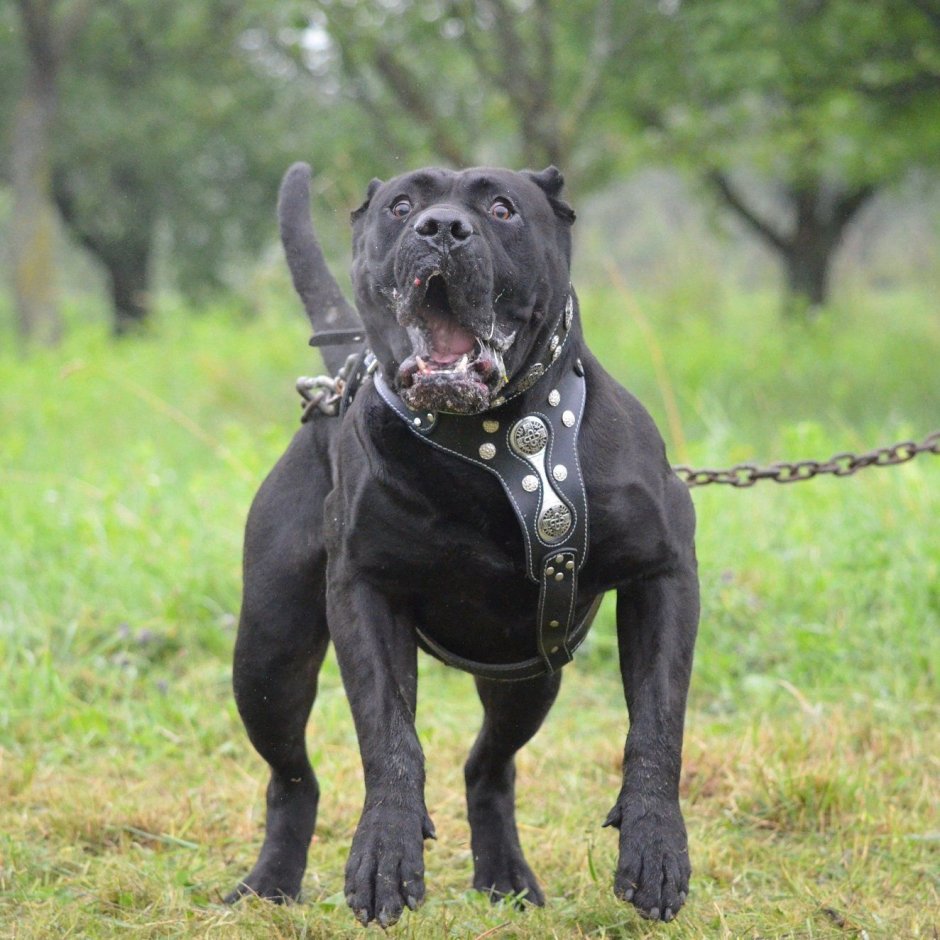 Американский бандог порода