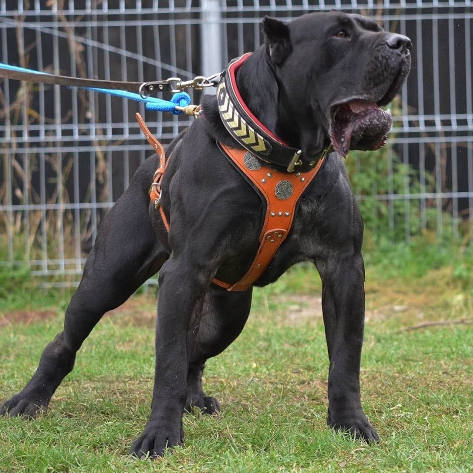 Американский бандог