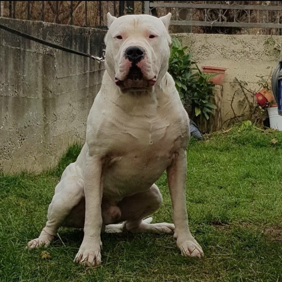 Кордовская Бойцовая собака