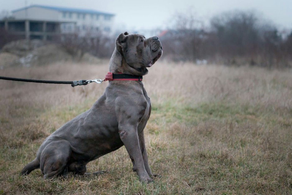 Американский бандог