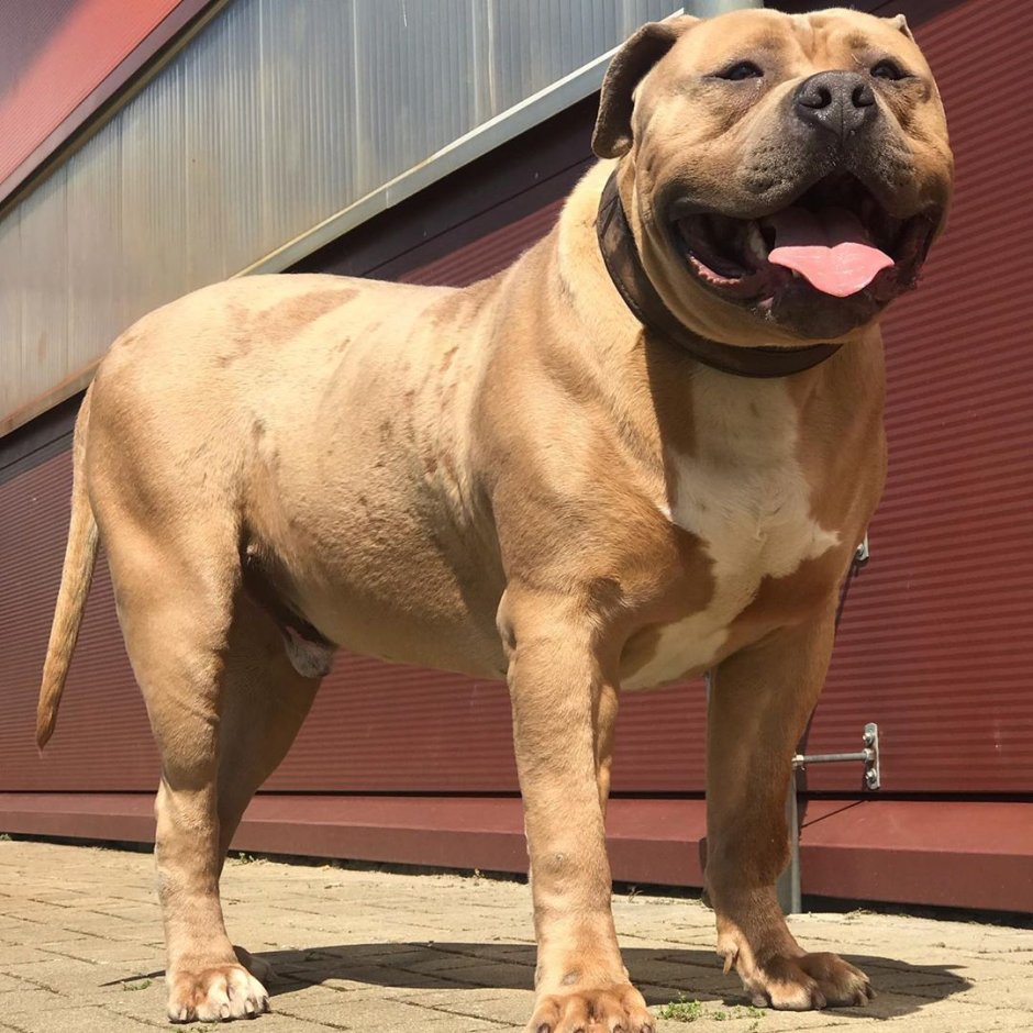 Американский бандог порода