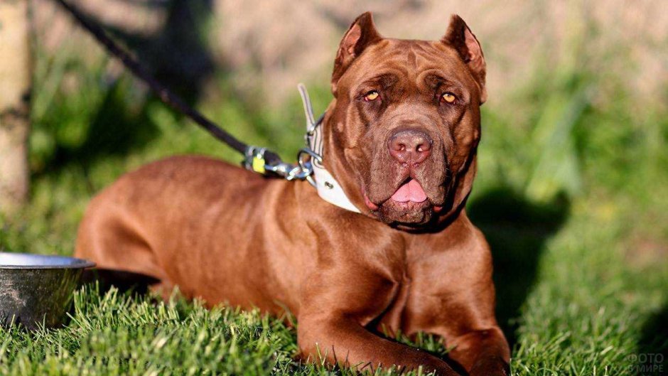 Американский бандог