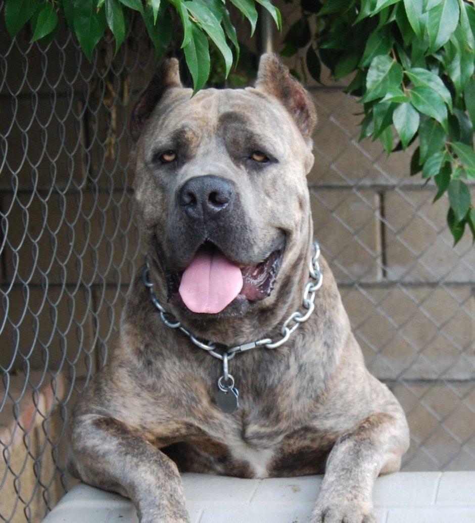 Американский мастиф Кане Корсо