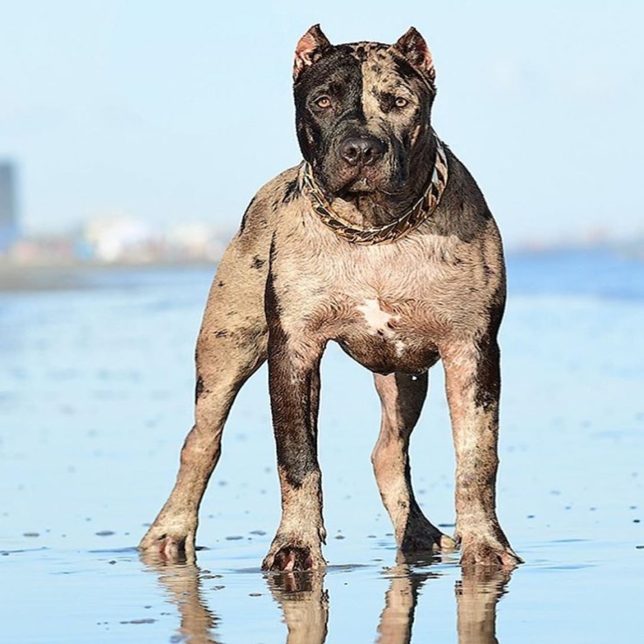 Канарский дог