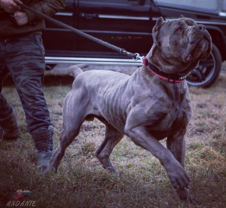 Американский бандог с человеком