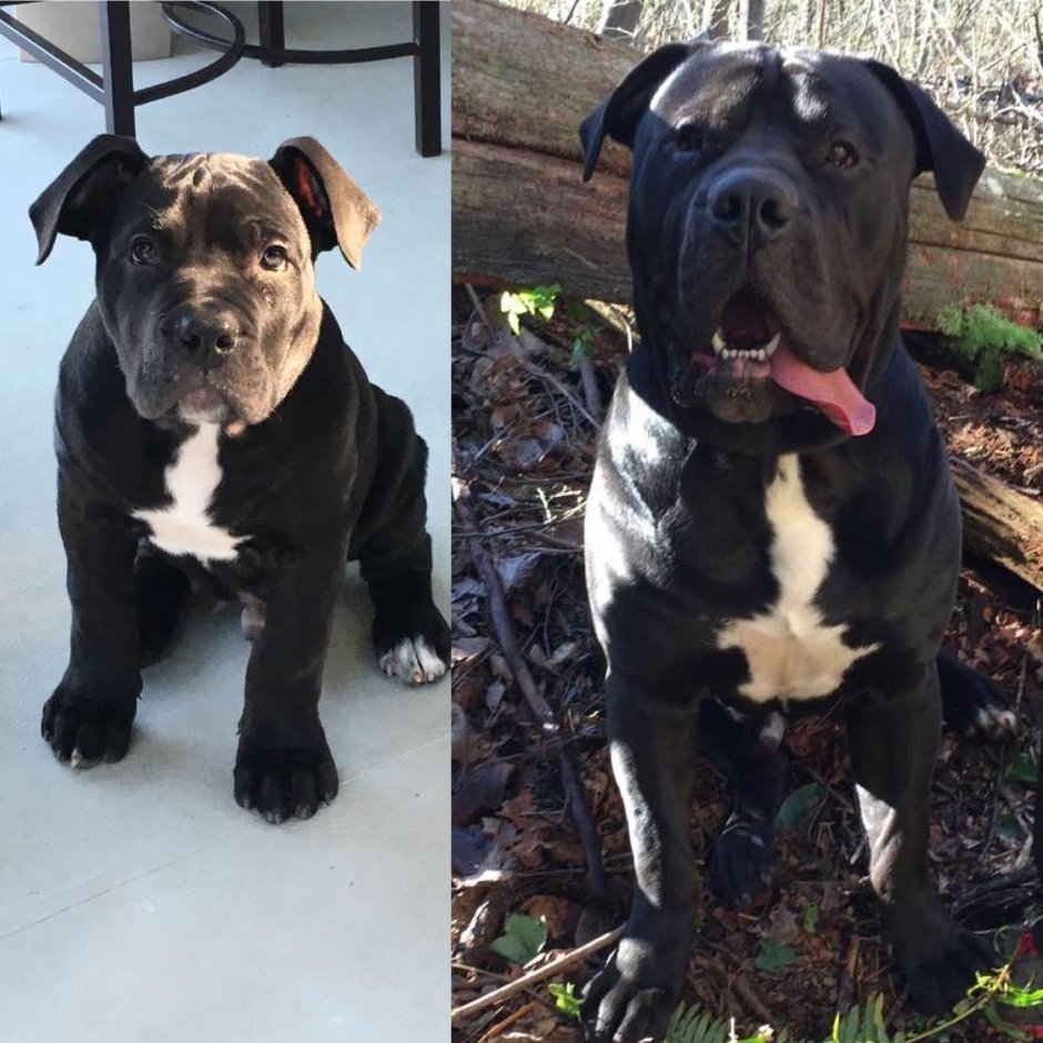 Канарский дог и Кане Корсо сравнение