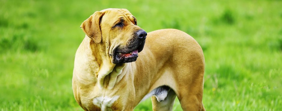 Фила бразилейро+дог