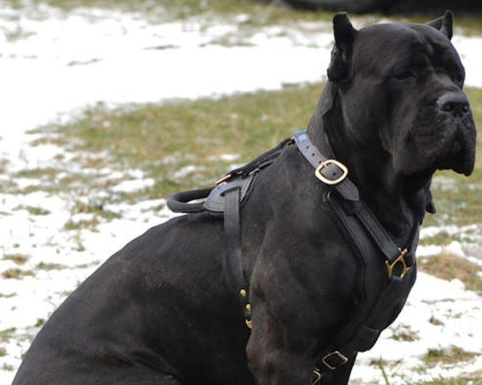 Боксёр Корсо собака