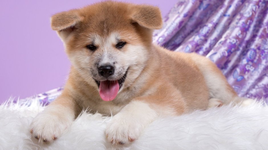 Порода собак Акита