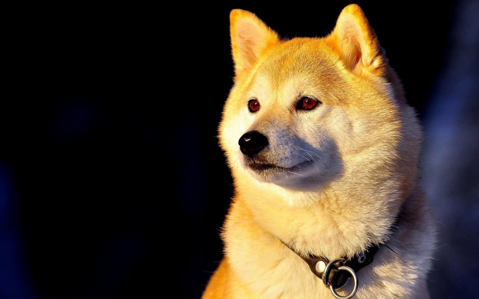 Шиба ину