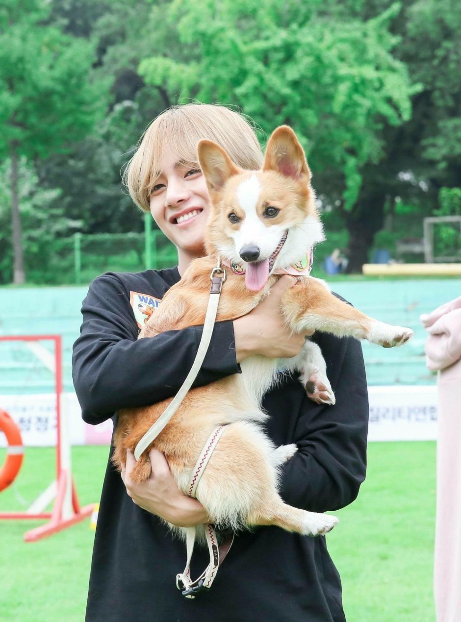 Собака Тэхена из БТС