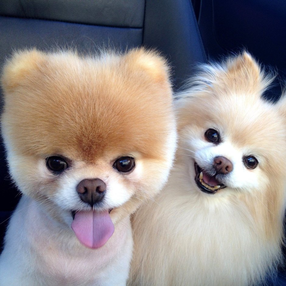 Померанский шпиц Boo