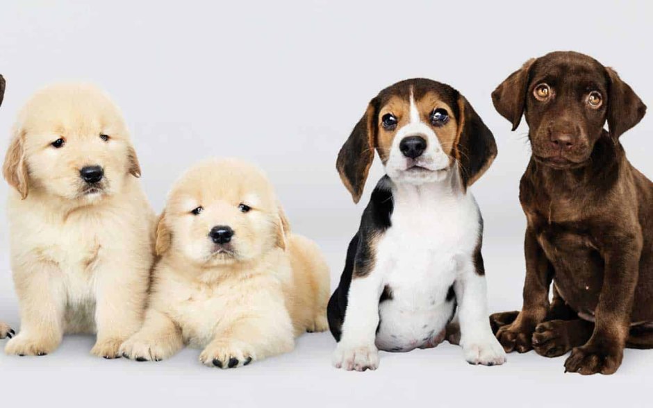 Групповой портрет очаровательных щенков