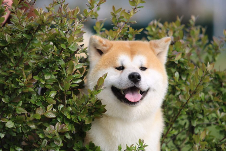 Акита ину собака улыбака