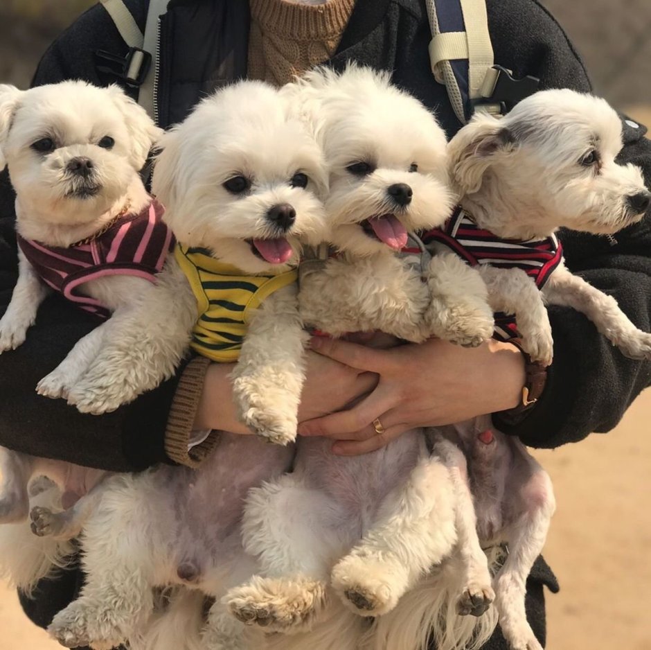 Корейские собачки