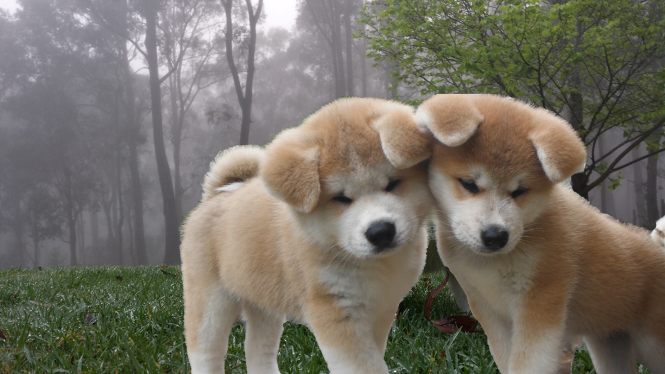 Порода собак Акита ину мини