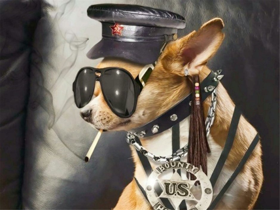 Собака в очках