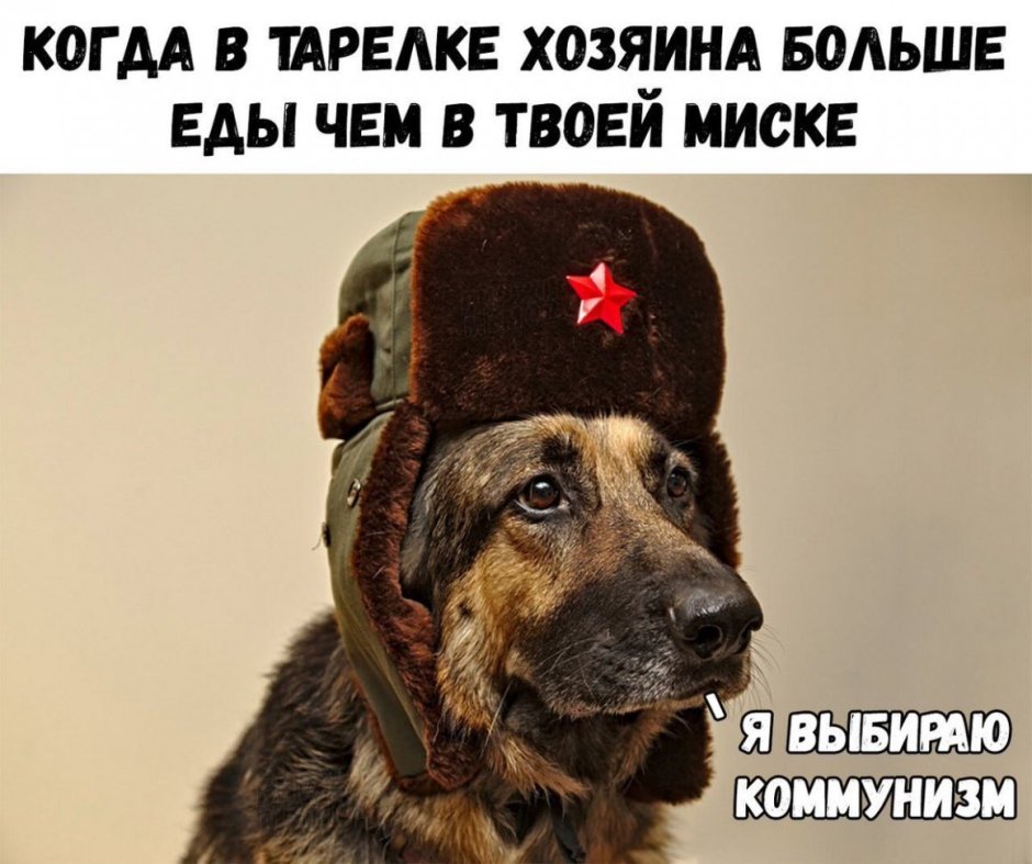 Пёс в шапке ушанке
