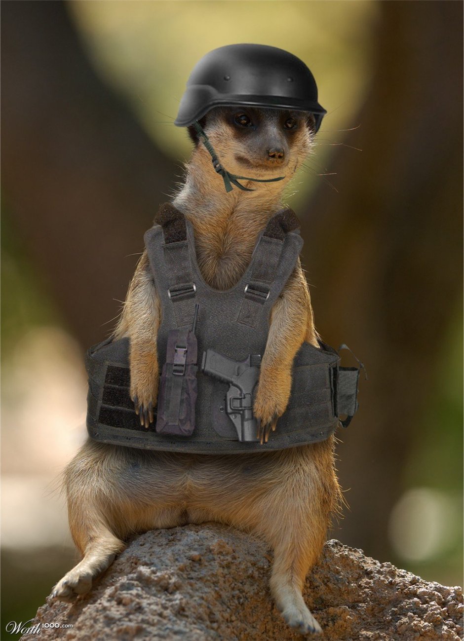 Собака в военной форме