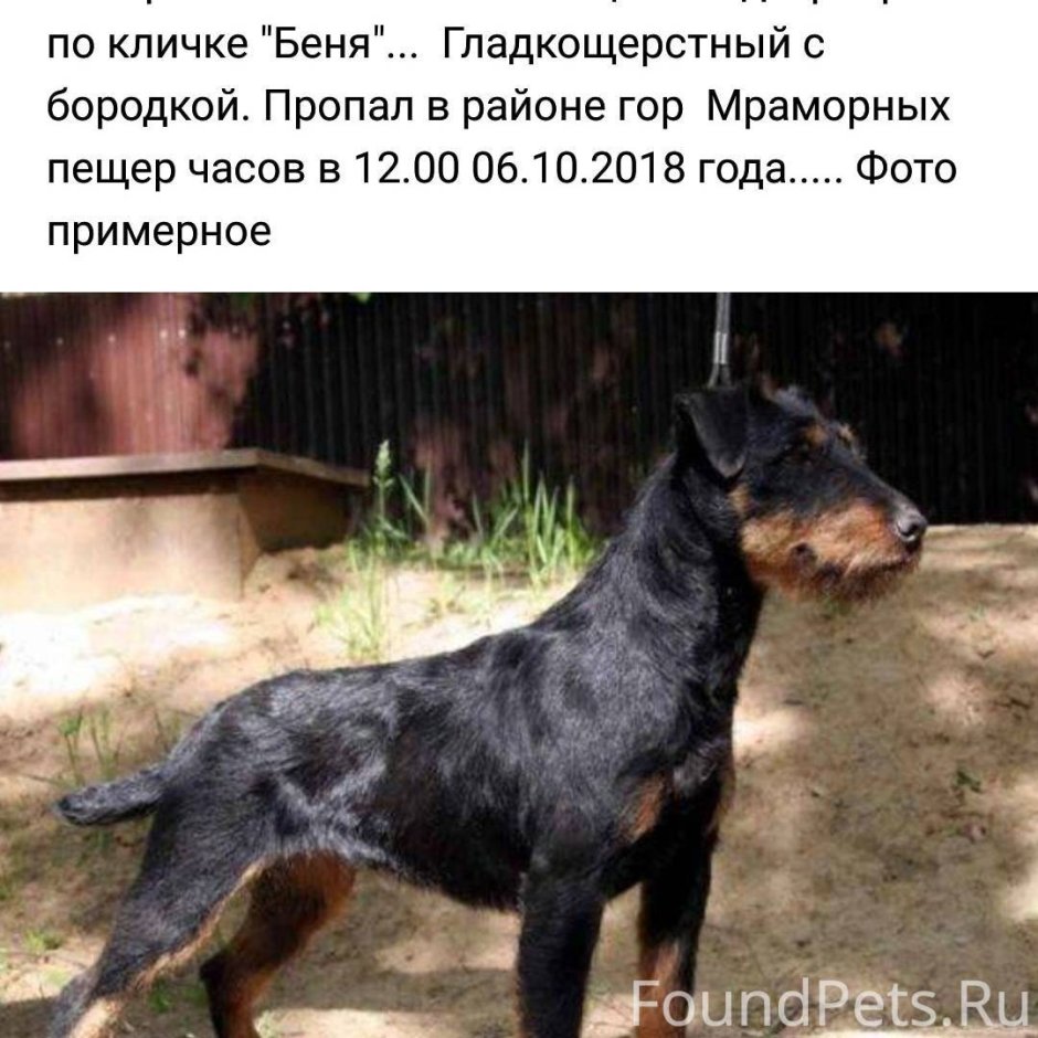 Немецкий охотничий терьер Ягдтерьер
