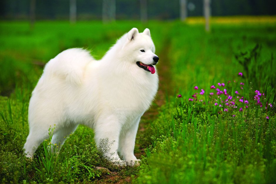 Samoyed Dog Breed