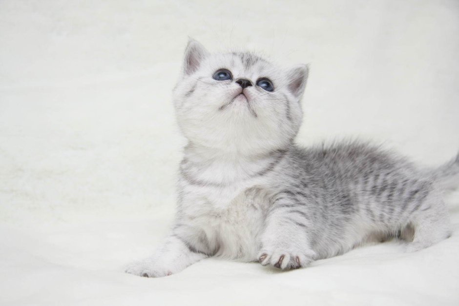 Скоттиш страйт серебристая шиншилла