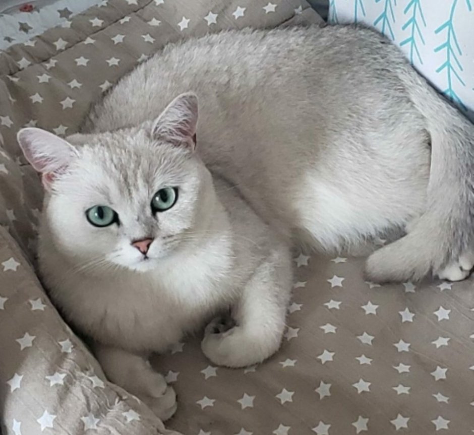 Серебристая шиншилла кошка