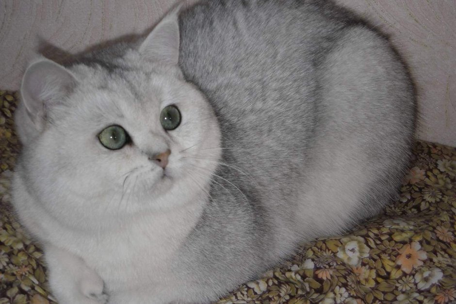 Британская шиншилла Сильвер