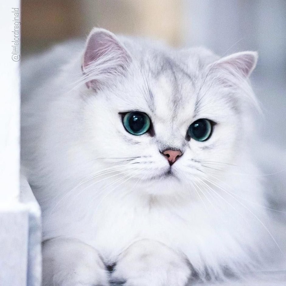 Шиншилла Пойнт Коби