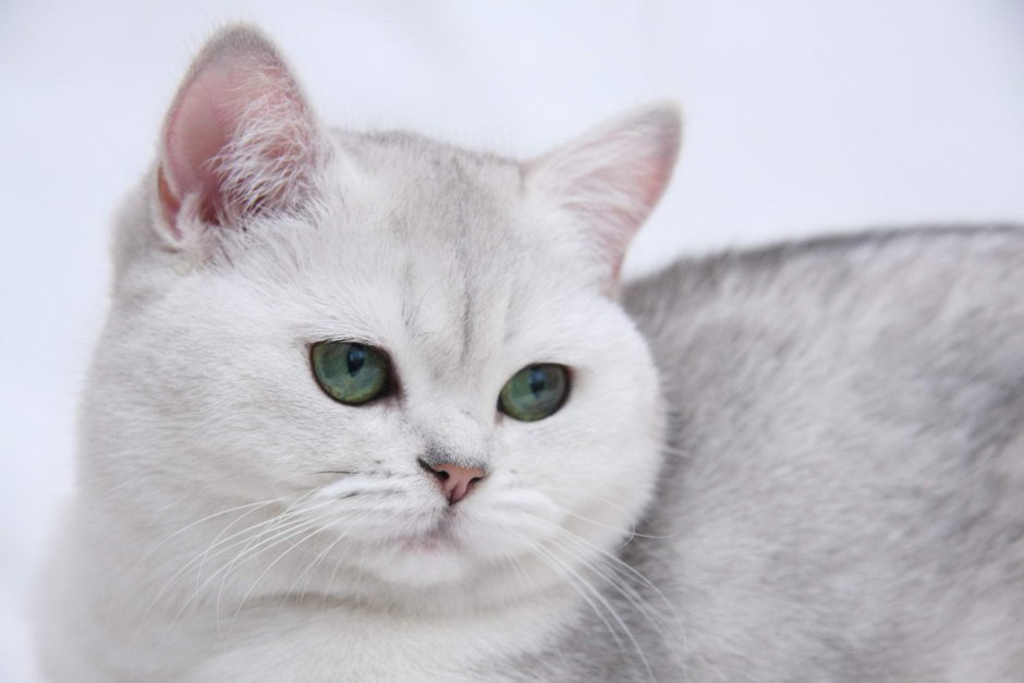 Британская короткошёрстная шиншилла