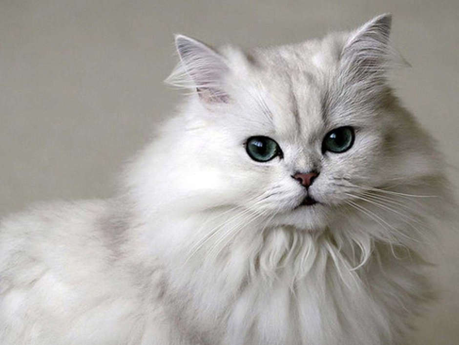 Персидская кошка серебристая шиншилла