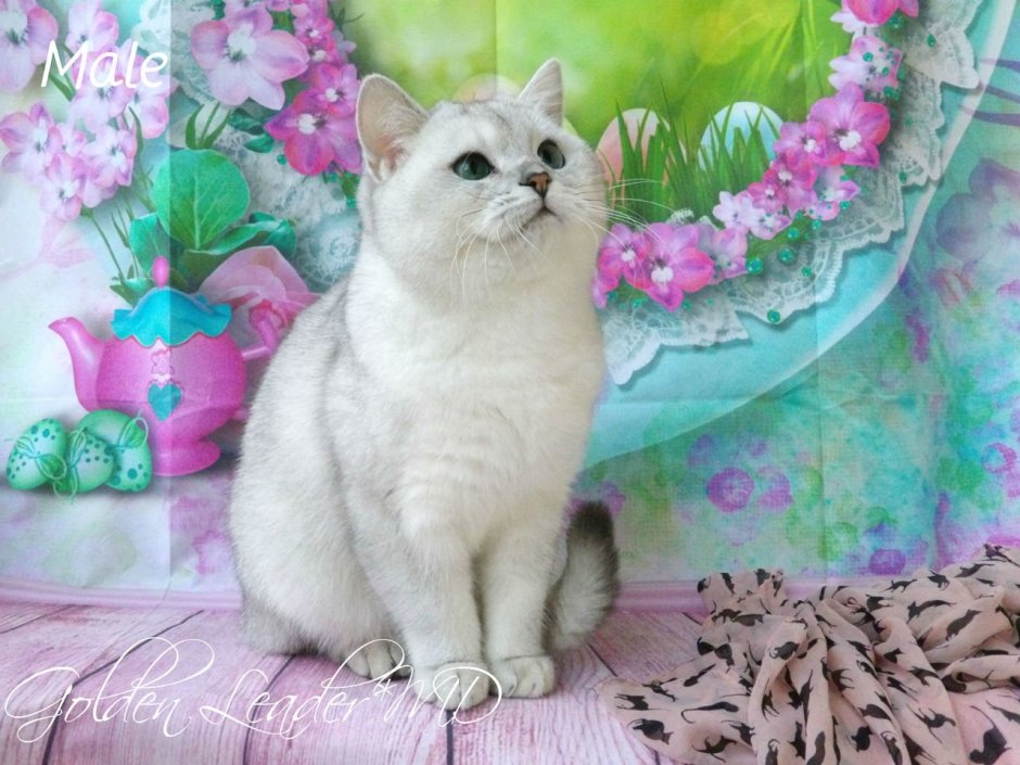 Британская шиншилла кошка