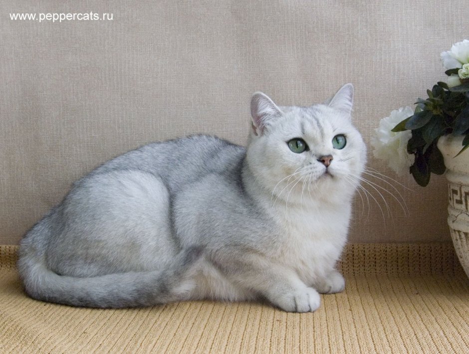 Окрас серебристая шиншилла